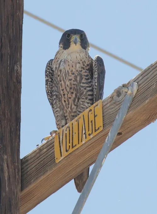 10 to 13 Months peregrine falcon