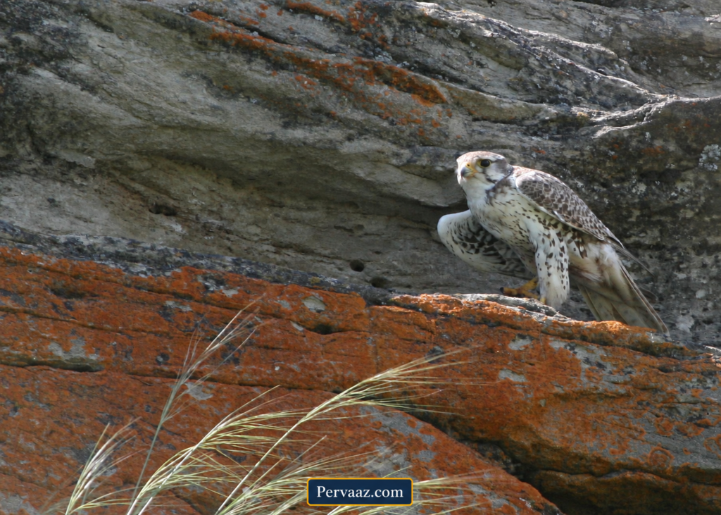 Prairie Falcon with kill