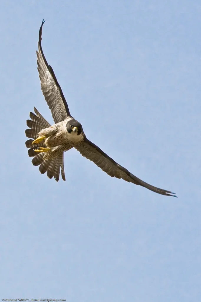 Adult Peregrine Falcon in flight with a dark helmet and horizontally barred underside