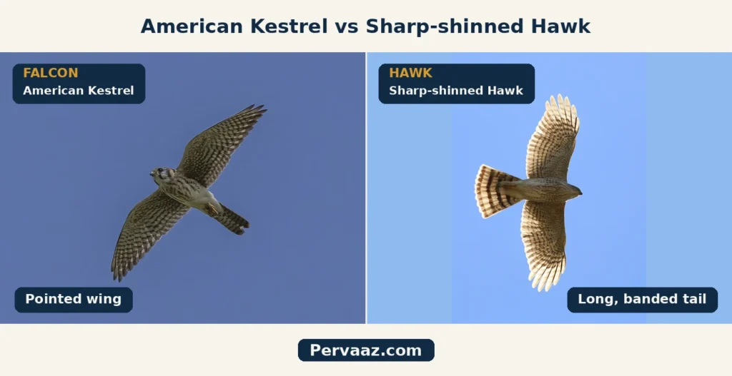 american kestrel vs sharp shinned hawk flight comparison