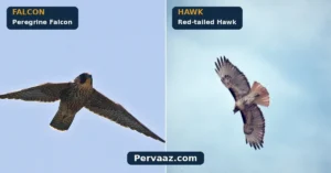 Falcon vs Hawk in Flight