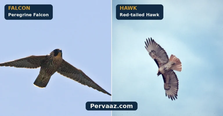 Falcon vs Hawk in Flight