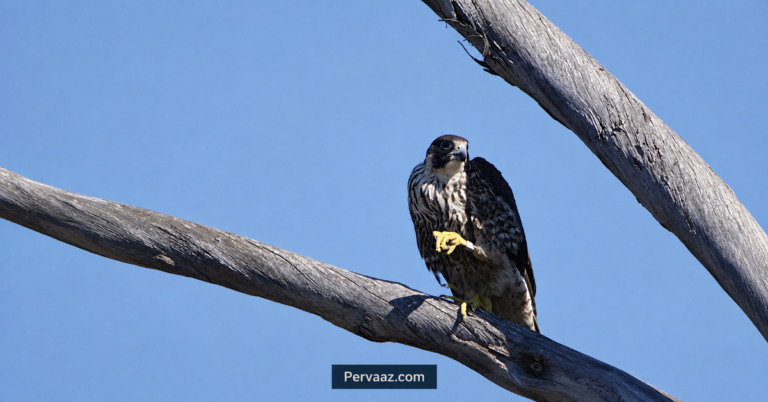 Juvenile Peregrine Falcon perched on a bare branch