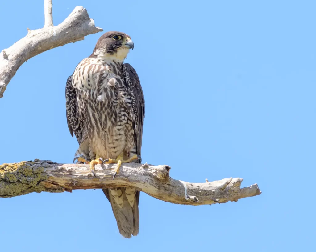 Fully feathered juvenile Peregrine Falcon with brown upperparts and vertical underpart streaks