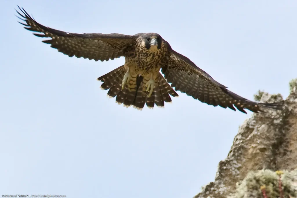 Recently fledged juvenile Peregrine Falcon flying with long pointed wings