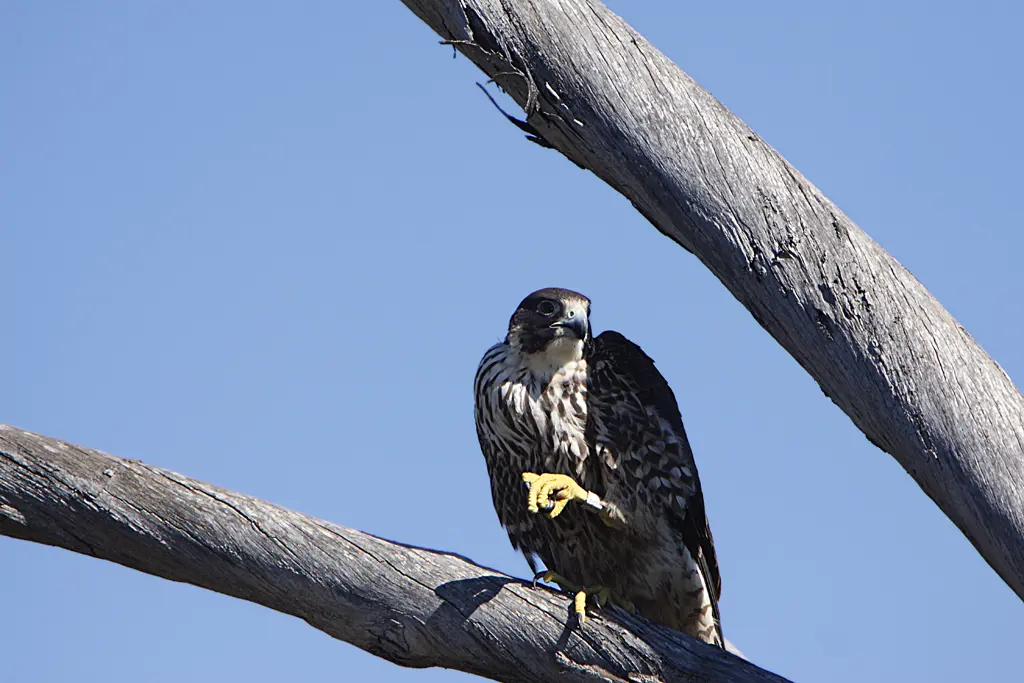 First-year Peregrine Falcon perched in persistent brown juvenile plumage