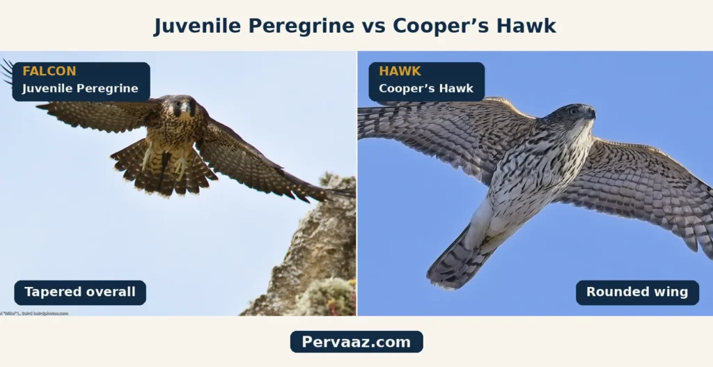 juvenile peregrine vs coopers hawk flight comparison
