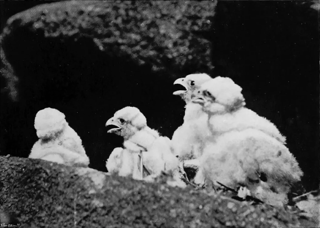 Documented ten-day-old Peregrine Falcon chicks sitting at an eyrie