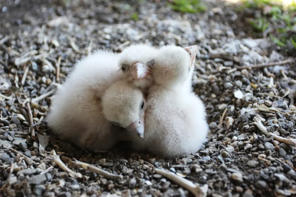 Two documented two-day-old Peregrine Falcon chicks covered in white down