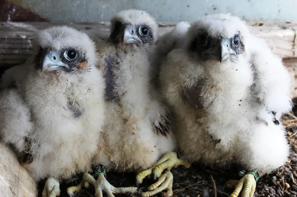Three documented twenty-day-old Peregrine Falcon chicks developing dark facial and wing feathers