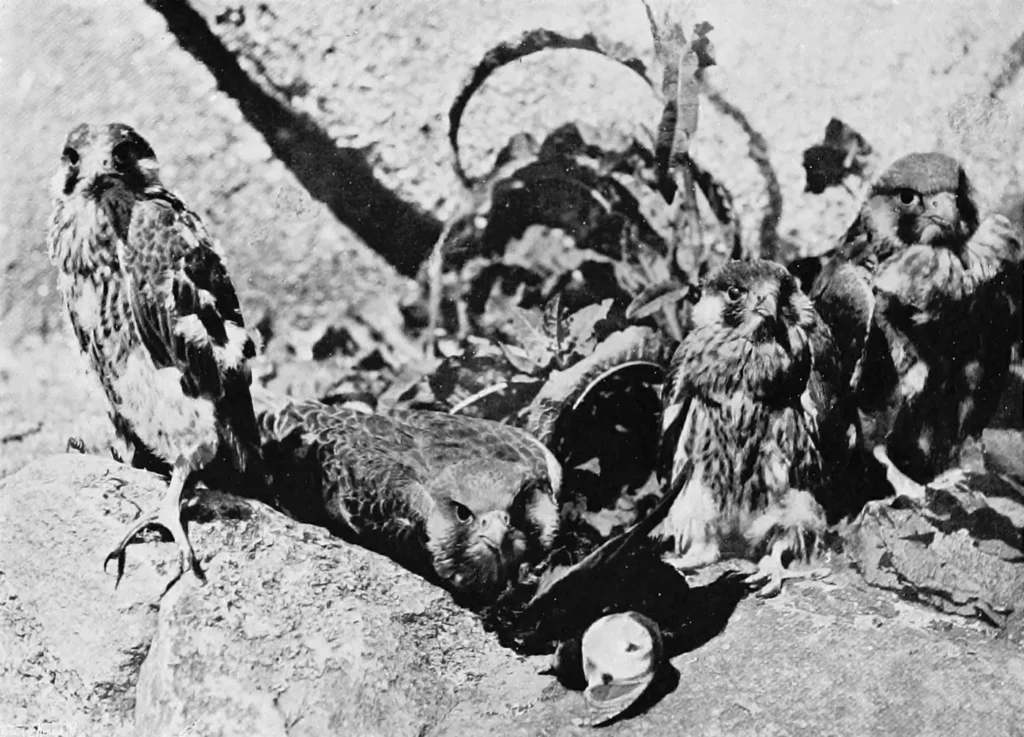 Documented twenty-eight-day-old Peregrine Falcons with juvenile feathers emerging through pale down