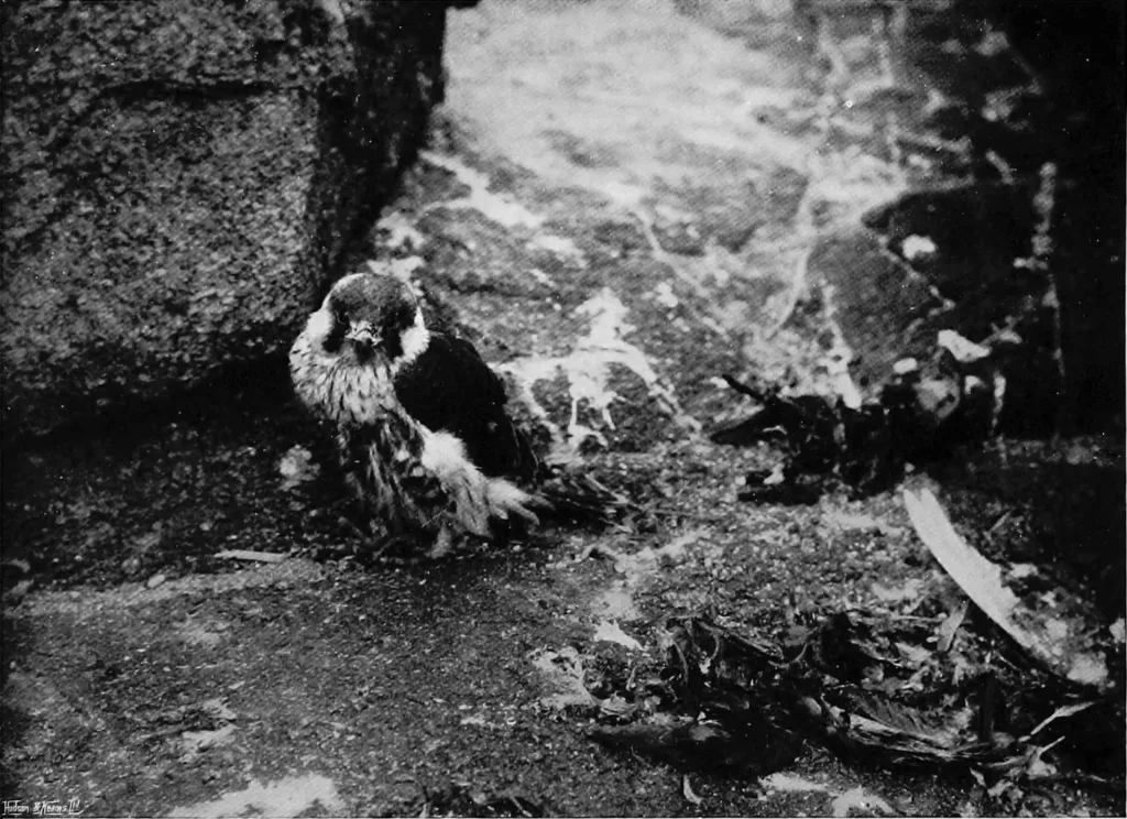 Documented twenty-nine-day-old Peregrine Falcon with brown juvenile feathers and remaining white down