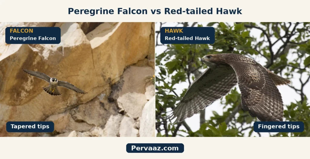 peregrine falcon vs red tailed hawk flight comparison