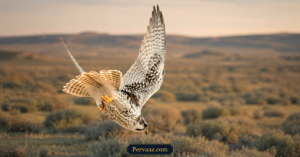 what do prairie falcons eat
